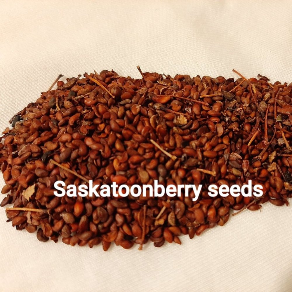 Saskatoon berry seeds